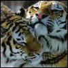 Аватар користувача